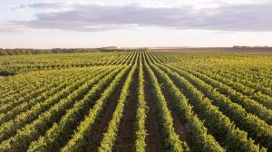 Винодельня «Эльбузд»